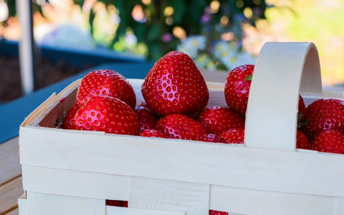 Erdbeeren pflücken im Raum Bayreuth. Hier gibt's eine Übersicht über die Erdbeerfelder in der Region. Symbolbild: Pixabay
