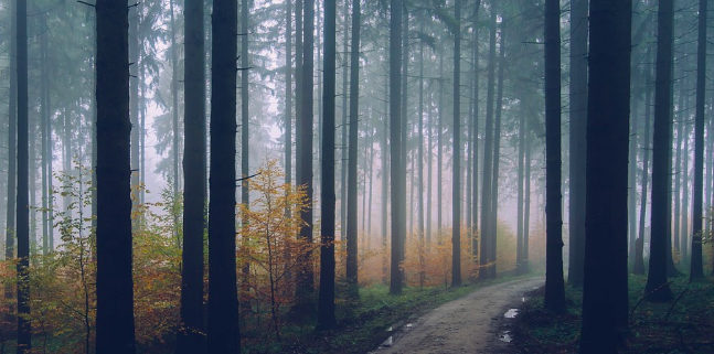 Wald-Nebel-Herbst