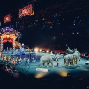 Tiere im Zirkus. Symbolbild pixabay