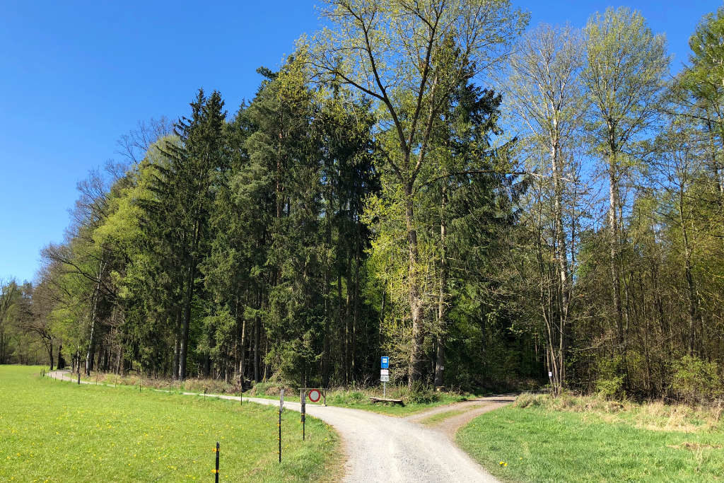 In diesem Waldstück gegenüber der Adolf-Wächter-Straße findet die Pflanzaktion zum Klimawald statt.