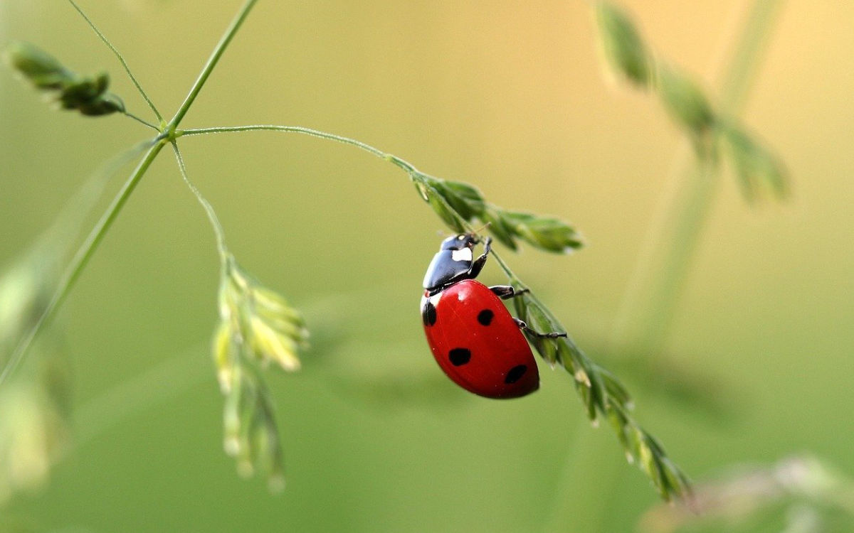 Der NABU fordert zum Insektenzählen auf. Symbolfoto: pixabay