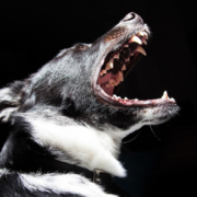 Ein Hund hat in Hof in Oberfranken einem Mädchen ins Gesicht gebissen. Symbolbild: Pixabay