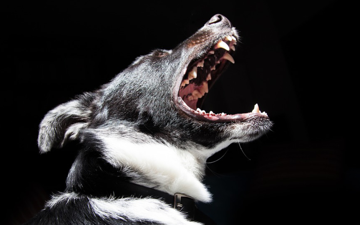 Ein Hund hat in Hof in Oberfranken einem Mädchen ins Gesicht gebissen. Symbolbild: Pixabay