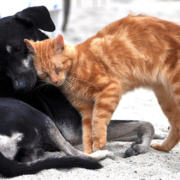 Im Tierheim Bayreuth tummeln sich aktuell viele Katzen, die auf Vermittlung warten. Symbolbild: Pixabay