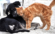 Im Tierheim Bayreuth tummeln sich aktuell viele Katzen, die auf Vermittlung warten. Symbolbild: Pixabay