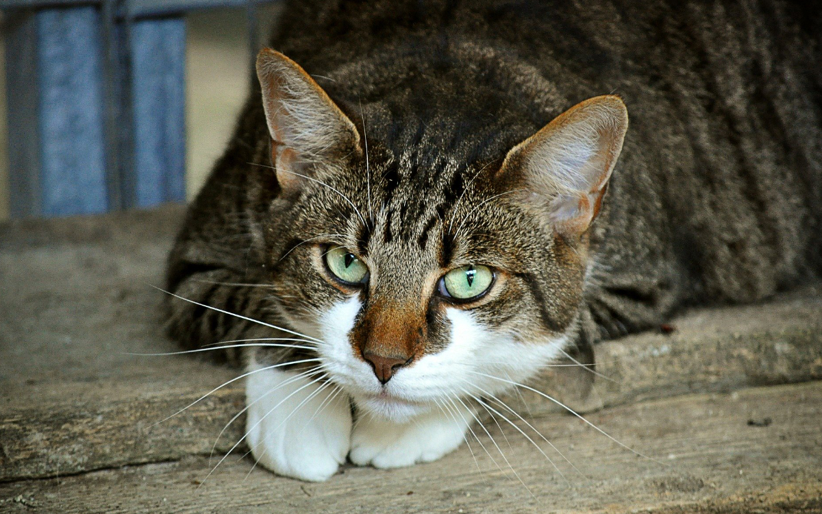 Die Tierhilfe Weidenberg und Umgebung im Kreis Bayreuth hat zu 86 Prozent Katzen im Besitz. Symbolbild: pixabay