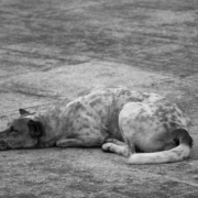 In Nürnberg hat ein Mann einen Hund gestohlen und bis zum Tode misshandelt. Symbolbild: Pixabay