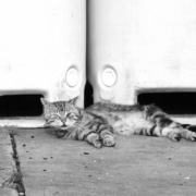 Im Tierheim Kulmbach sind bereits acht Katzenbabys verstorben. Eine Seuche ist ausgebrochen. Symbolfoto: Pixabay