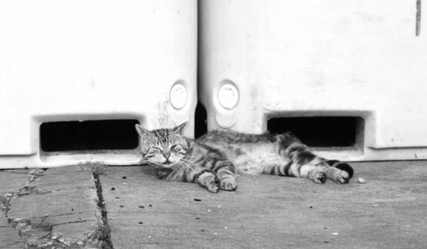 Im Tierheim Kulmbach sind bereits acht Katzenbabys verstorben. Eine Seuche ist ausgebrochen. Symbolfoto: Pixabay
