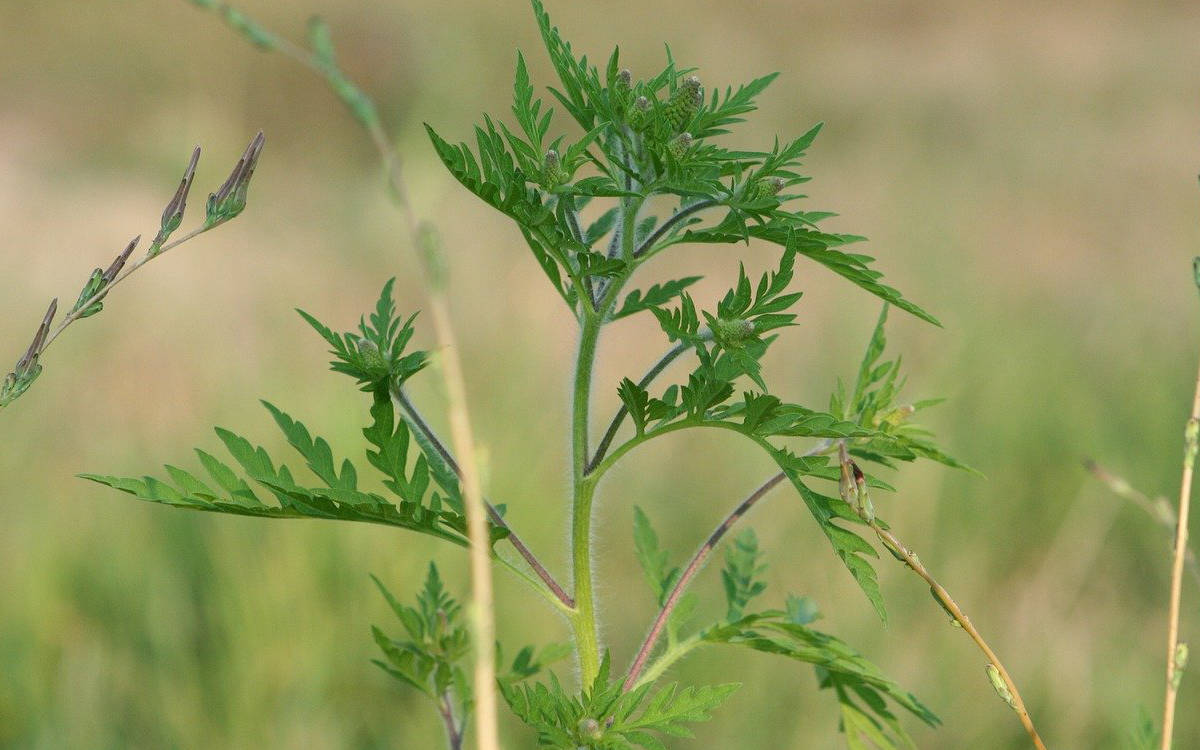 In Franken breitet sich die gefährliche Ambrosia Pflanze aus. Symbolfoto: pixabay