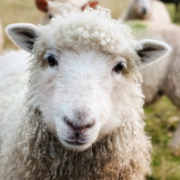 Ein Schaf ist in Bindlach ausgebüxt. Symbolfoto: pixabay