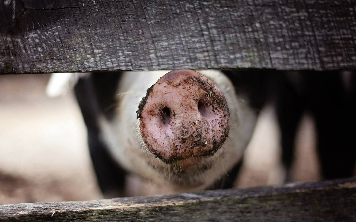 Die Fleischproduktion muss wieder nachhaltiger werden. Symbolfoto: pixabay