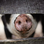 Die Fleischproduktion muss wieder nachhaltiger werden. Symbolfoto: pixabay