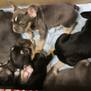 Die Polizei hat fünf Hundewelpen auf der A9 in einem Kofferraum entdeckt. Die Tiere sollten verkauft werden. Foto: Polizei Hof