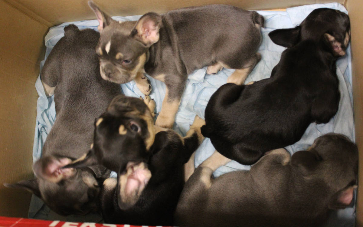 Die Polizei hat fünf Hundewelpen auf der A9 in einem Kofferraum entdeckt. Die Tiere sollten verkauft werden. Foto: Polizei Hof