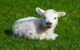 Im Kreis Kulmbach musste am Donnerstag, 7. April 2022, ein kleines Lamm aus einer prekären Lage befreit werden. Symbolfoto: pixabay