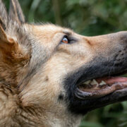 Ein Schäferhund wurde in Nürnberg erschossen. Er habe einen Polizisten mehrfach gebissen. Symbolfoto: pixabay