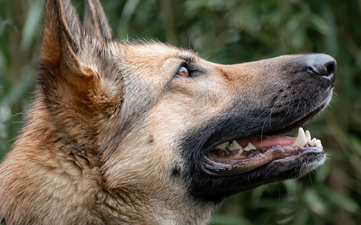 Ein Schäferhund wurde in Nürnberg erschossen. Er habe einen Polizisten mehrfach gebissen. Symbolfoto: pixabay