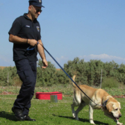 Die Polizei Mittelfranken gibt einen Einblick in das Leben eines Diensthundes bei der bayerischen Polizei. Symbolfoto: pixabay