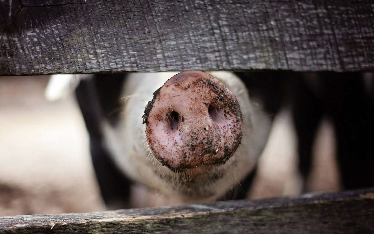 Ein Schwein. Foto: Pixabay