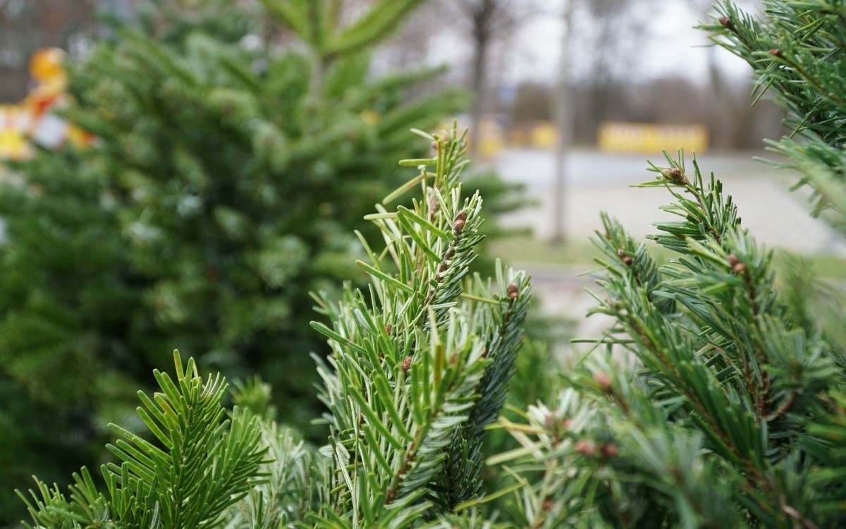Weihnachtsbäume in Bayreuth werden im Januar vom Stadtbauhof abgeholt. Archivfoto: Raphael Weiß
