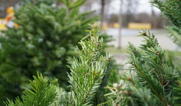 In diesem Jahr wird es deutlich früher und länger Weihnachtsbäume im Bayreuther Stadtgebiet geben. Archivfoto: Raphael Weiß