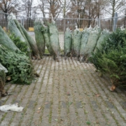 Weihnachtsbaummarkt in Bayreuth. Hier gibt es sie zu kaufen. Archivbild: Raphael Weiß