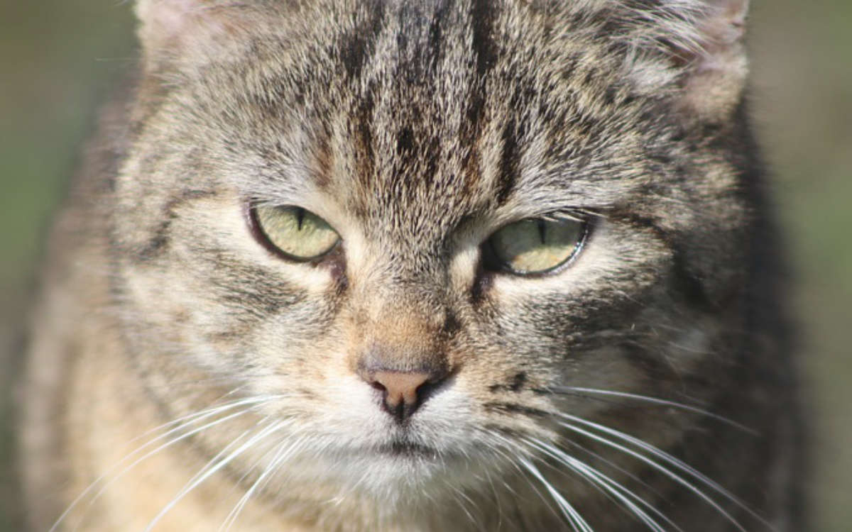Wegen eines Streits um Katzen hat die Polizei in Hof einen Verstoß gegen die Kontaktbeschränkungen aufgedeckt. Symbolfoto: Pixabay