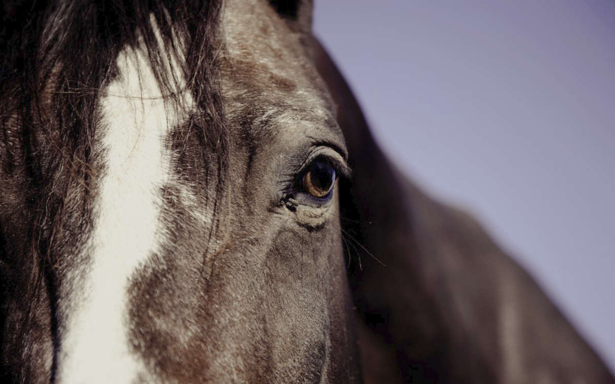 Bei Gefress ist ein Pferd bei einem Unfall gestorben. Symbolfoto: Pixabay