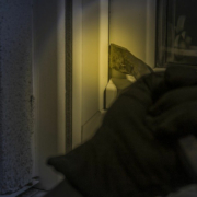 Über die Terrassentür verschaffte sich ein Einbrecher in Bayreuth Zugang zu einer Wohnung. Symbolfoto: Pixabay