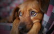 In Neustadt bei Coburg starb ein Hund einen qualvollen Tod. Er hatte wohl einen Giftköder gefressen. Symbolbild: Pixabay