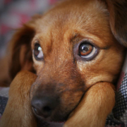 In Neustadt bei Coburg starb ein Hund einen qualvollen Tod. Er hatte wohl einen Giftköder gefressen. Symbolbild: Pixabay