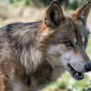 Die Kreistags-CSU sorgt die zunehmende Wolfspopulation. Die Tiere sollen deshalb erschossen werden dürfen. Symbolfoto: Pixabay