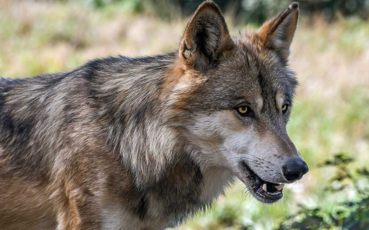 Die Kreistags-CSU sorgt die zunehmende Wolfspopulation. Die Tiere sollen deshalb erschossen werden dürfen. Symbolfoto: Pixabay