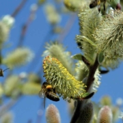 Der Frühling naht: Heuschnupfen-Allergiker können mit einigen Verhaltensregeln diese Zeit besser genießen. Foto: pixabay.com/akz-o