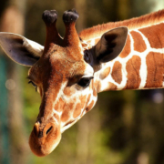 Der Zoo in Nürnberg darf ab Freitag wieder öffnen. Symbolfoto: pixabay
