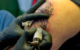 Präzision und Hygiene - auch vor Corona schon: Tattoostudios in Bayern dürfen wieder öffnen. Symbolbild: pixabay