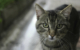 Zwei Katzen wurden in Bayreuth gefunden. Der Zustand sei lebensbedrohlich. Symbolfoto: Pixabay