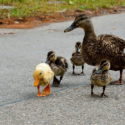 Im Kreis Bayreuth kam es wegen einer Entenfamilie zu einem Unfall. Symbolfoto: Pixabay