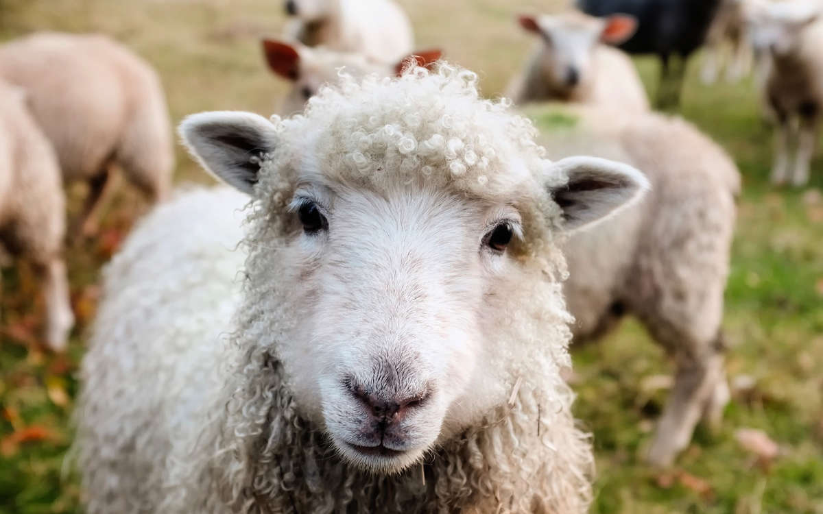 Im Haßfurter Ortsteil Wülflingen (Unterfranken) wurde ein Schaf auf der Weide geschlachtet. Der oder die Täter ließen vom Tier bis auf das blutige Fell nichts zurück. Symbolbild: Pixabay