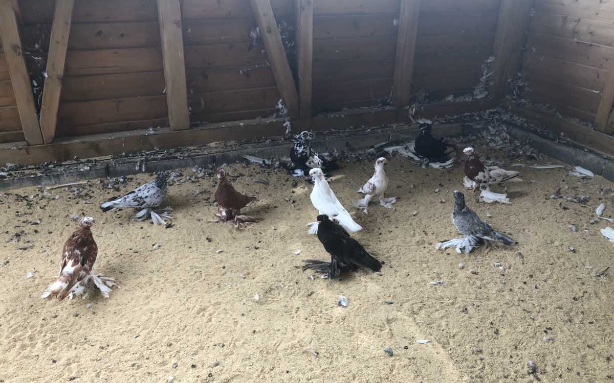Usbekische bzw. bucharische Tauben beim Geflügelzuchtverein Gefrees. Insgesamt gibt es über 300 Tauben. Bild: Michael Kind