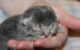 In der Nähe von Unterfranken im Landkreis Fulda wurden fünf tote Katzenbabys gefunden. Symbolbild: Pixabay