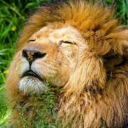 Löwe Subali ist tot. Im Nürnberger Tiergarten musste das Tier eingeschläfert werden. Symbolbild: pixabay