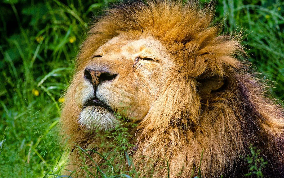 Löwe Subali ist tot. Im Nürnberger Tiergarten musste das Tier eingeschläfert werden. Symbolbild: pixabay