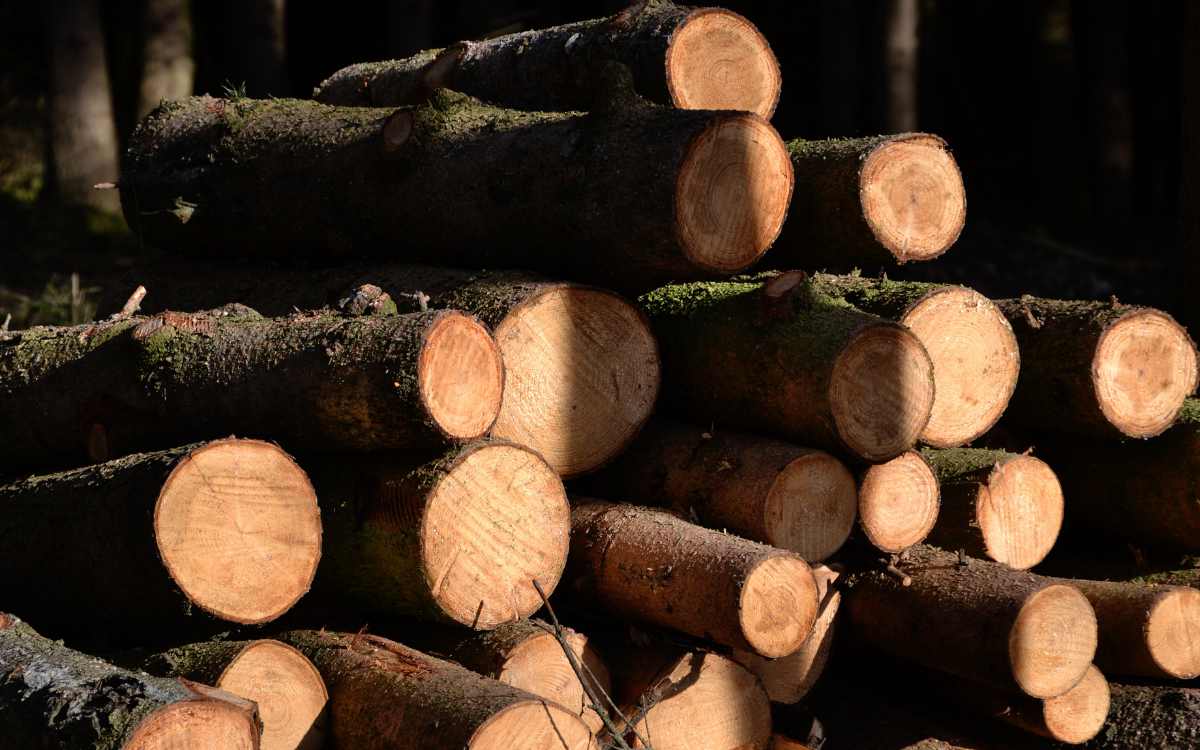 Die Brennholzpreise sinken in Bayreuth und Oberfranken. Symbolbild: pixabay