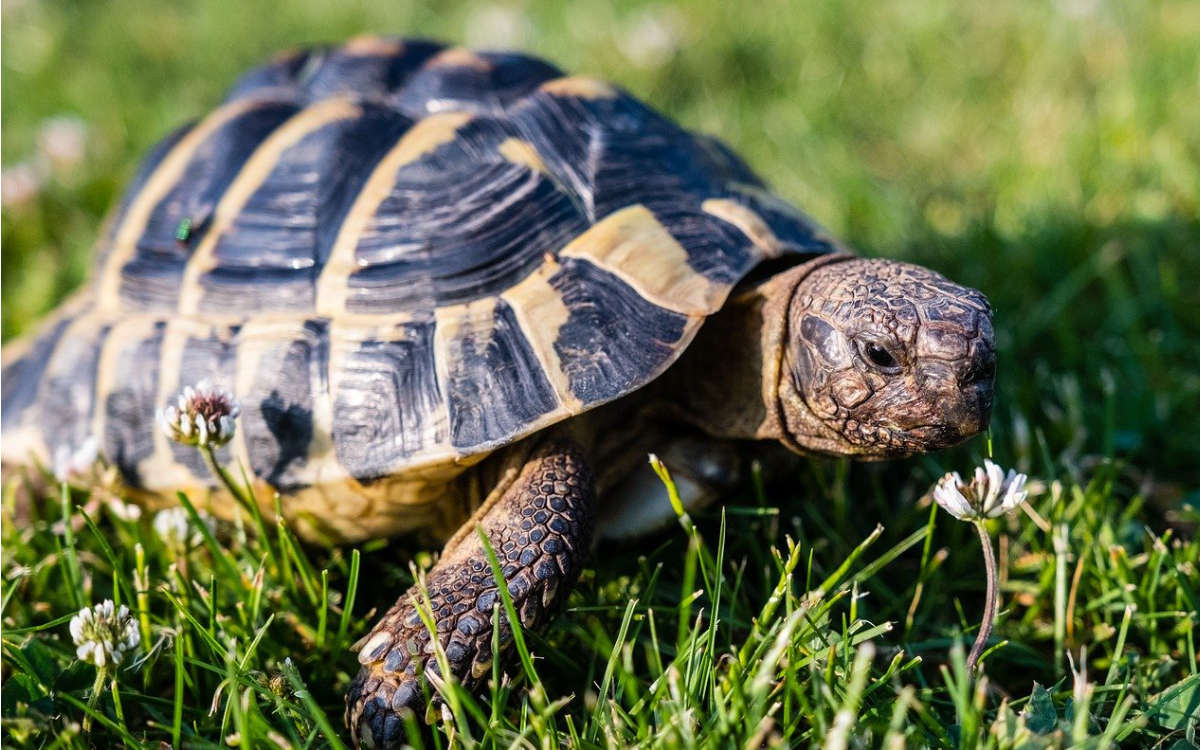 In Eckersdorf wurden zwei Schildkröten aus einem Garten gestohlen. Symbolfoto: pixabay