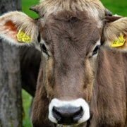 Rund 200 Rinder soll ein Landwirt aus Franken qualvoll verhungern lassen haben. Symbolbild: Pixabay