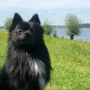 Ein Hund eines Polizisten hat in Muhr am See einen Vermissten gefunden - und womöglich das Leben gerettet. Foto: Polizei