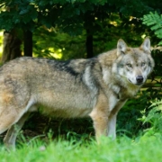 Wölfe in Oberfranken sind keine Seltenheit. Allerdings meiden die Tiere den Menschen. Symbolbild: Pixabay