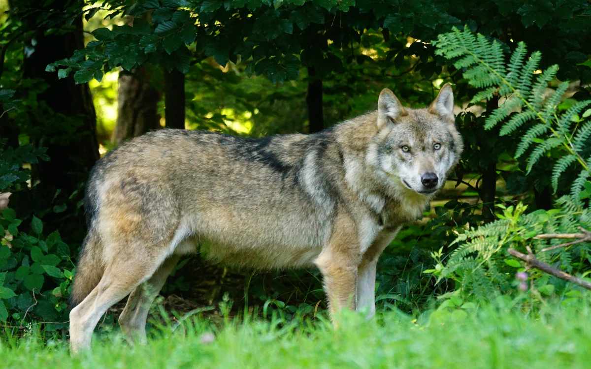 Wölfe in Oberfranken sind keine Seltenheit. Allerdings meiden die Tiere den Menschen. Symbolbild: Pixabay